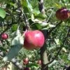 Cosmic Crisp And Melrose Apple Bundle (3 Trees) -Raintree Nursery 0065003a4be2497fbbacb38d275a45b0