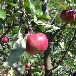 Honeycrisp And Melrose Apple Bundle (3 Trees) -Raintree Nursery 0065003a4be2497fbbacb38d275a45b0 bed45099 db98 4e35 ab2b 592ced890ad8