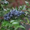 Evergreen Huckleberry -Raintree Nursery 153933053859725327 1