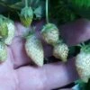 White Soul Alpine Strawberry 1 White Soul Alpine Strawberry -Raintree Nursery 270278300