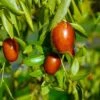 Autumn Beauty™ Jujube -Raintree Nursery 3151