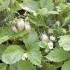 White Solemacher Alpine Strawberry 2 White Solemacher Alpine Strawberry -Raintree Nursery 360496280