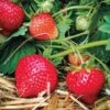 Eclair Strawberry Bundle (2 Packs) 1 Eclair Strawberry Bundle (2 Packs) -Raintree Nursery 39621 PK 20 e84ccaee 9314 4aab a701 89872204a3e9