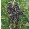 Kantata 50 Black Currant -Raintree Nursery 4878 1
