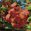 Kalinka™ Highbush Cranberry -Raintree Nursery 5805