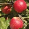 Sansa Apple -Raintree Nursery 637 shutterstock image 2 1