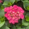 Akadama® Hydrangea