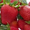 Honeoye Strawberry -Raintree Nursery 719UuI GOL