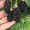 Big Daddy Blackberry Bundle (6-Pack) -Raintree Nursery 81NeUsjhclS. AC SX679 1