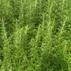 Spice Island Rosemary -Raintree Nursery 8560DB42 065D 4D38 A1B8 356A5D464A90