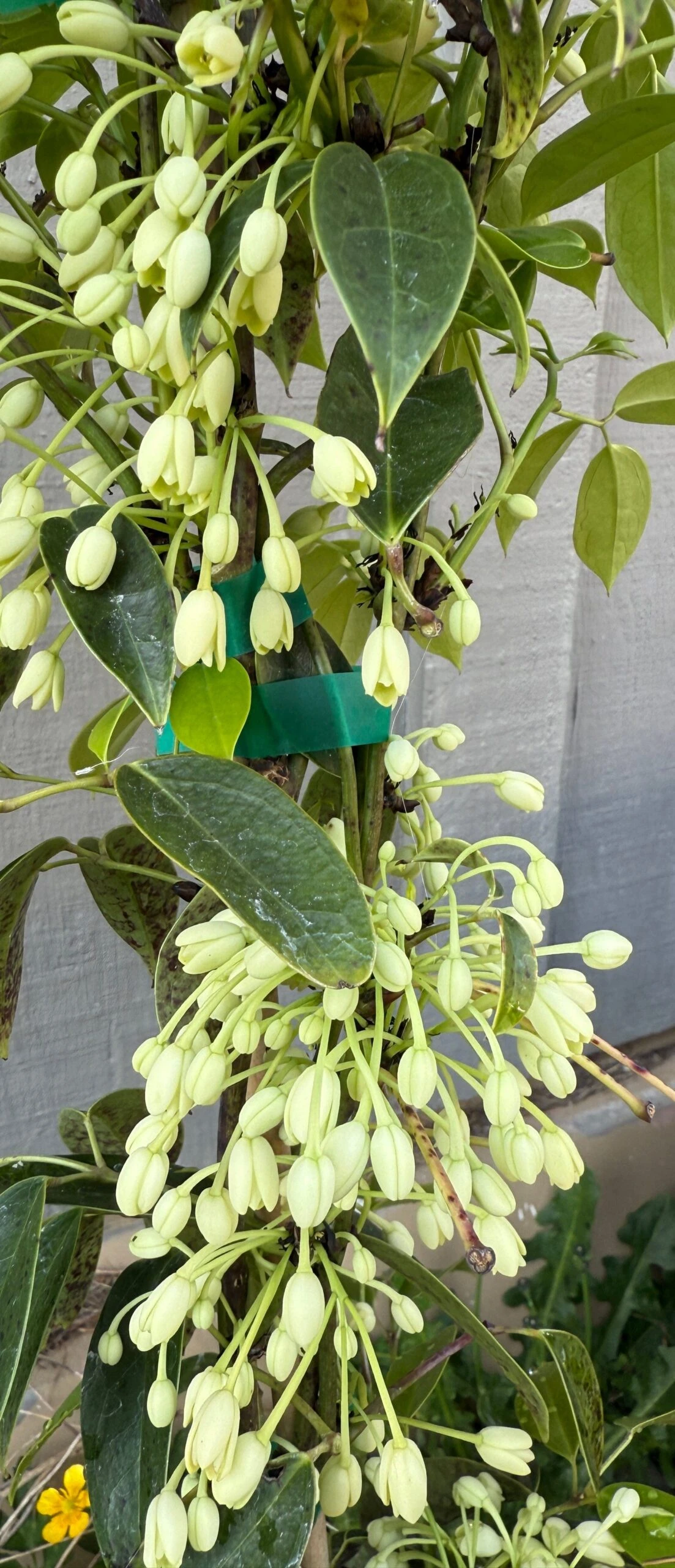 China Blue Vine (White) 4 China Blue Vine (White) - Image 2