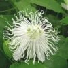 Passiflora SnowPop™ 2 Passiflora SnowPop™ -Raintree Nursery 9288 1