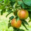 Honeycrisp And Melrose Apple Bundle (3 Trees) -Raintree Nursery AdobeStock 352763355.0 scaled 72d0dca4 cac7 4686 b484 3a605e2f0061