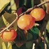 Prairie Dawn® American Persimmon -Raintree Nursery American Persimmon 1