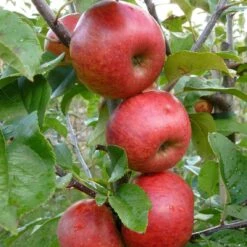 Unbeatable Urban Apple Bundle (3 Trees) -Raintree Nursery AppleRedWindsor