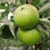 Granny Smith Apple 2 Granny Smith Apple -Raintree Nursery Apple Malus GrannySmith fruit 1024x1024 c3d3f268 e660 408a 8cb9 a236746f0837