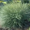 Dwarf Arctic Blue Willow -Raintree Nursery Arcticsalix