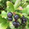 Low Scape Mound® Aronia -Raintree Nursery AroniaLowScapeMound 1