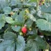 Bushel And Berry® Rosy Belle™ Strawberry -Raintree Nursery B4610920 DAB7 47E9 9915 FD07EF4AC1FA