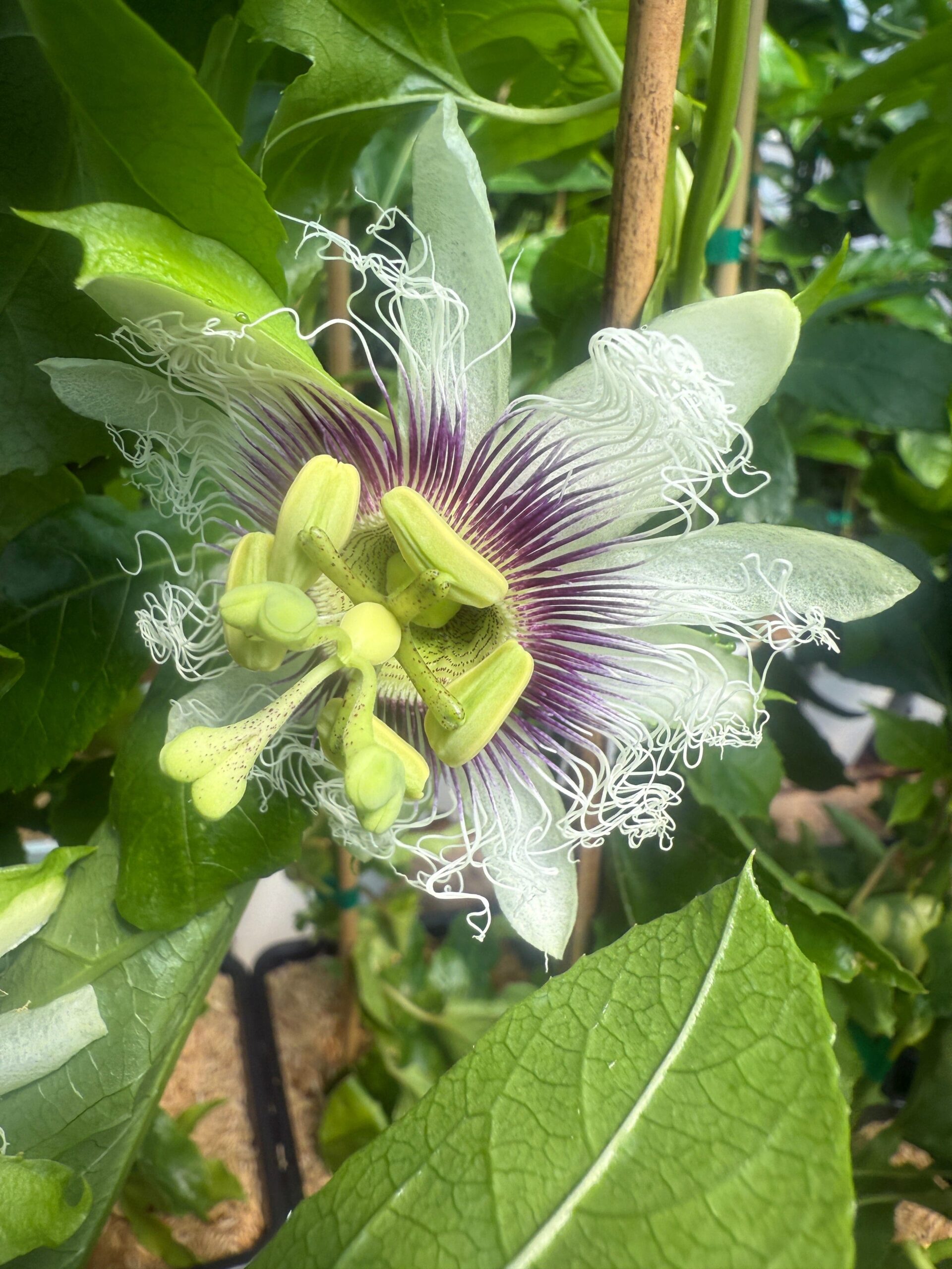 Raintree Nursery -Raintree Nursery BF1A9851 BEA1 4F61 AAF0 4DDEB0014DD0 scaled 1