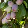 Muir Beauty Sugar Prune Plum -Raintree Nursery Bigview850x1275