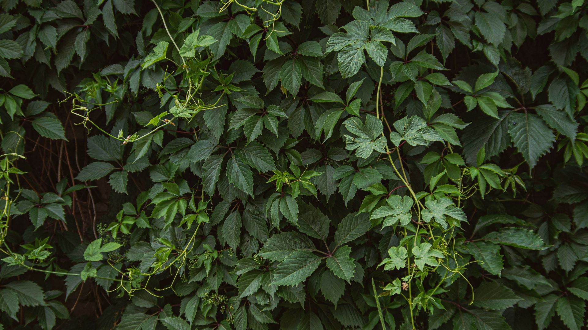 Raintree Nursery -Raintree Nursery Brown and Beige Minimalist Natural Skincare Product Presentation 2