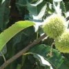Colossal Chestnut -Raintree Nursery ColossalChestnutRaintreeNursery