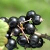 Coronet Black Currant -Raintree Nursery CoronetBlackCurrant 1