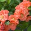 Double Take® Peach Flowering Quince -Raintree Nursery DoubleTakePeachChaenomeles