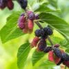 Early Bird Mulberry -Raintree Nursery EarlyBirdMulberry 1