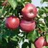 Enterprise Apple -Raintree Nursery EnterpriseApple1 1024x1024 22289015 5591 4000 b95f ca64bbd7baac 1
