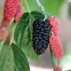 Black Beauty Fruiting Mulberry -Raintree Nursery Gold Mop Cypress 1