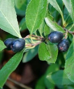 Ground Hug Aronia -Raintree Nursery GroundHugChokeberryCopyright