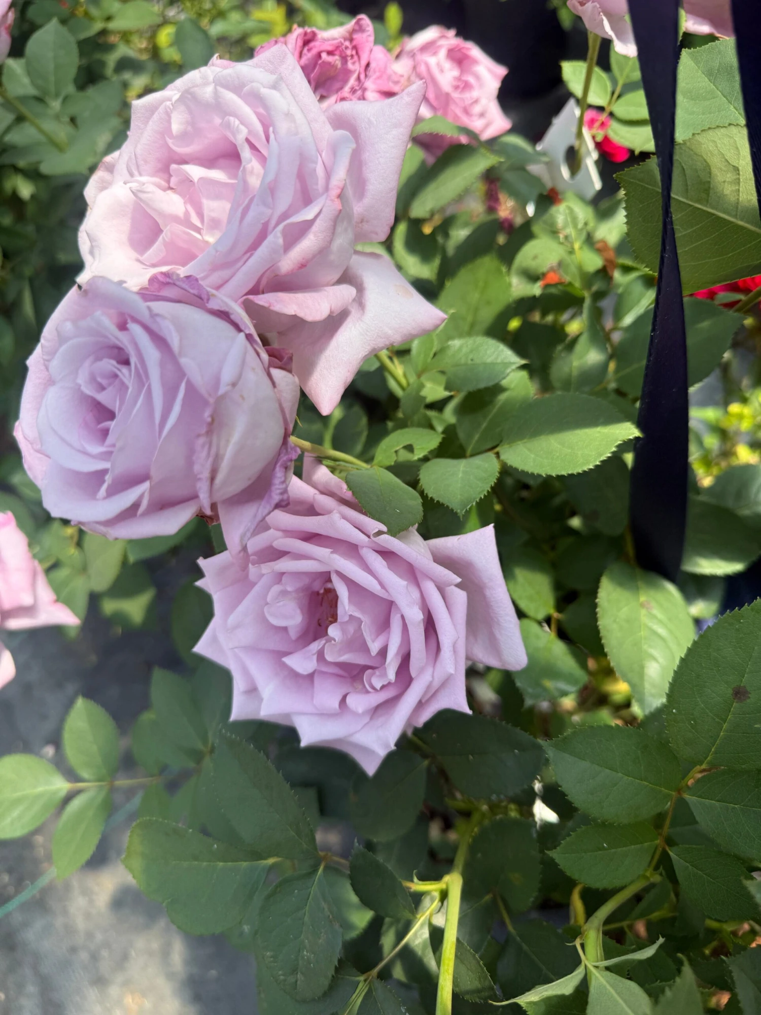 Alpha Rosa Blue Girl 3 Alpha Rosa Blue Girl