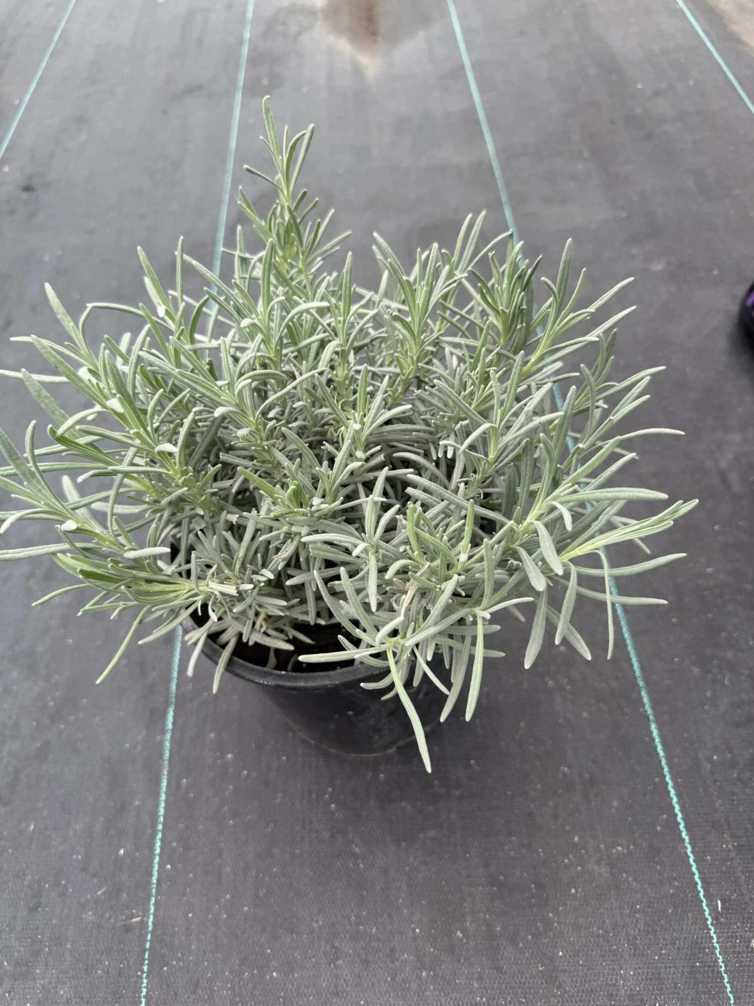 Alpha Bridget Chloe Lavender 3 Alpha Bridget Chloe Lavender