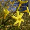 Winter Jasmine 1 Winter Jasmine -Raintree Nursery Jasminum nudiflorum 1