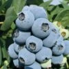 Jewel Blueberry -Raintree Nursery JewMF18Full