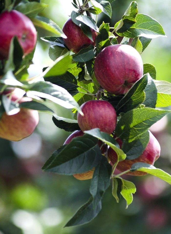 Combo Cider Apple Tree (4 Varieties) 3 Combo Cider Apple Tree (4 Varieties)