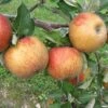 Karmijn De Sonnaville Apple -Raintree Nursery Karmijn de Sonnaville 1