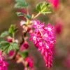 King Edward VII Flowering Currant -Raintree Nursery KingEdwardVIIRibes