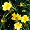 Stella D'Oro Day Lily -Raintree Nursery L700 gigapixel standard scale 6 00x b41b238d a08a 476a b75e 48545af85141