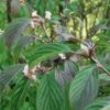 Dawn Viburnum -Raintree Nursery M081 gigapixel standard scale 6 00x 886f0d28 ab38 42b3 87a6 6bc00b3e75b5