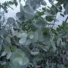 Silver Dollar Gum Eucalyptus -Raintree Nursery M556