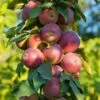 North Pole Columnar Apple 2 North Pole Columnar Apple -Raintree Nursery Northpolevertical 1