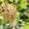 White Pearl Currant -Raintree Nursery P5H6XE 920x613 1