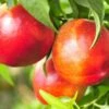 Pacific Pride™ Nectarine 2 Pacific Pride™ Nectarine -Raintree Nursery PacificPrideNectarine 1