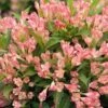 Alpha Peach Kisses™ Weigela -Raintree Nursery PeachKissesWeigela