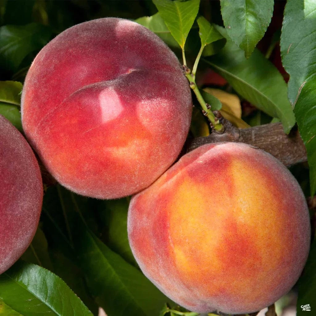 Combination Peach 'Zaiger Pride' (3 Varieties) 3 Combination Peach 'Zaiger Pride' (3 Varieties)