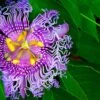 Passiflora PinkPop™ -Raintree Nursery PinkPopPassiflora 1 1