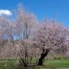 North Japanese Hill Flowering Cherry -Raintree Nursery PrunusSargentiiAA